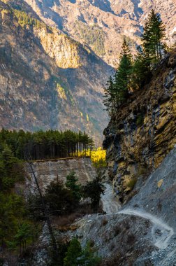 Marshyangdi nehir vadisinde Chame ve Pisang köyleri arasındaki dik yamaçlarda çam ormanı. Annapurna gezisi, Nepal.