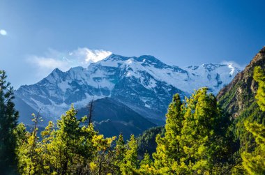 Mt. Annapurna II yeşil çam ormanının arkasında. Marshyangdi nehir vadisi, Annapurna çevre yürüyüşü, Nepal.