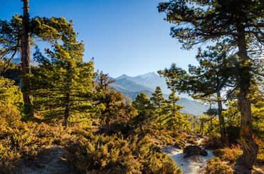Güneşli bir sabahın erken saatlerinde çam ağaçları arasında yolculuk yapmak. Ngawal ve Bhraka köyleri arasındaki Marshyangdi nehir vadisi. Annapurna gezisi, Nepal.