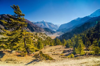Güneşli bir günde Manang köyü yakınlarındaki Marshyangdi nehri vadisi ufuk çizgisinde Pisang zirvesi. Gangapurna Tal, Annapurna çevre yürüyüşü, Nepal.