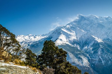 Rocky Dağı yamacı ve ağaçlar Mt. Nilgiri ve diğer karlı Himalaya dağları. Yak Kharka, Marpha köyünün yukarısındaki bir çayır, Annapurna pisti / Jomson trek, Nepal.