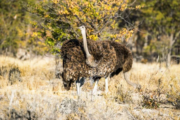 Duas Avestruzes Fêmeas Caminhando Floresta Inverno Parque Nacional Etosha Namíbia — Fotografia de Stock