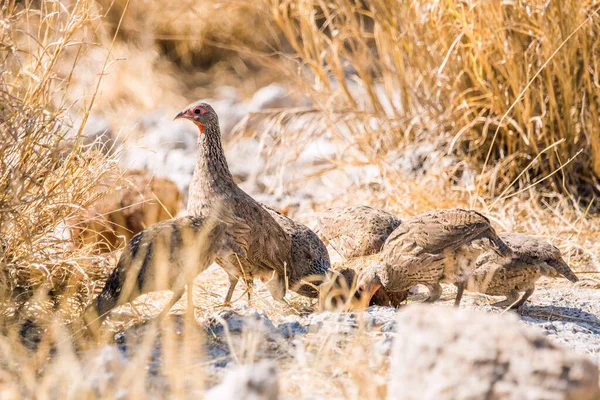 Swainson 'un Spurfowls grubu kurak Afrika savanasında. Etosha Milli Parkı, Namibya.