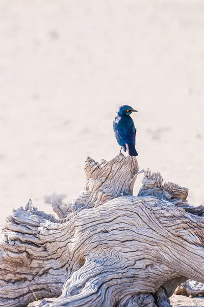 Oiseau Bleu Irisé Cap Brillant Étourneau Sur Arbre Dans Parc — Photo