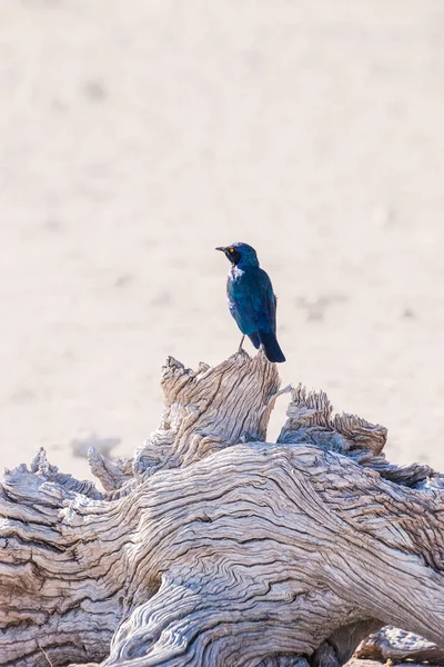 Pájaro Iridiscente Azul Estornino Brillante Del Cabo Árbol Parque Nacional — Foto de Stock