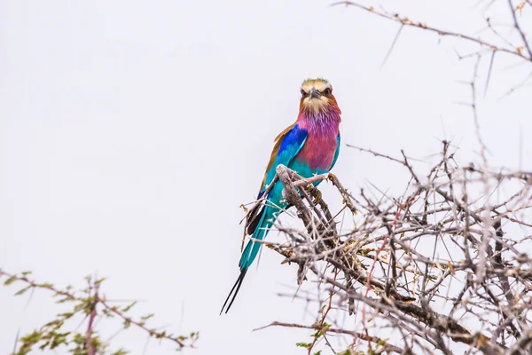 Fliederroller Coratias Caudata Thront Auf Einem Akazienzweig Vor Blauem Himmel — Stockfoto