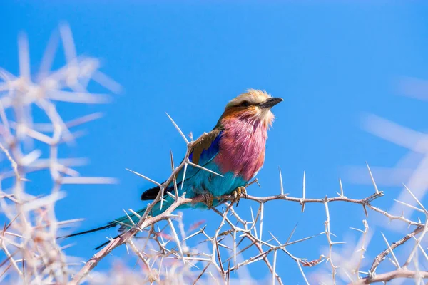 Gros Plan Rouleau Poitrine Lilas Coratias Caudata Perché Sur Une — Photo