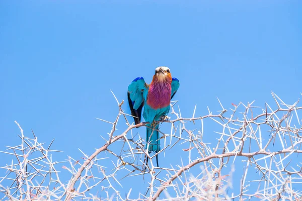 Gros Plan Rouleau Poitrine Lilas Coratias Caudata Perché Sur Une — Photo