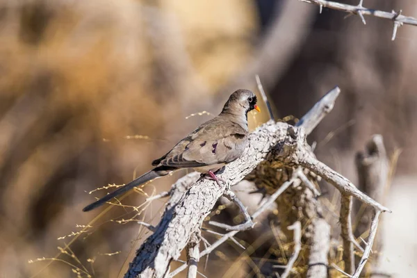 Namaqua Taube Oena Capensis Thront Auf Abgestorbenem Ast — Stockfoto