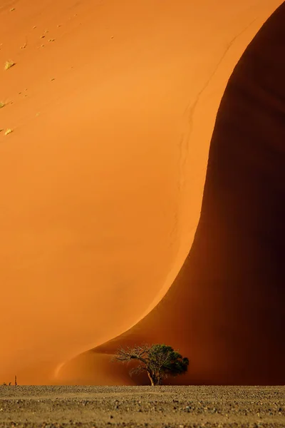 Dune Drzewo Akacjowe Wschodzie Słońca Sossusvlei Namib Naukluft National Park — Zdjęcie stockowe