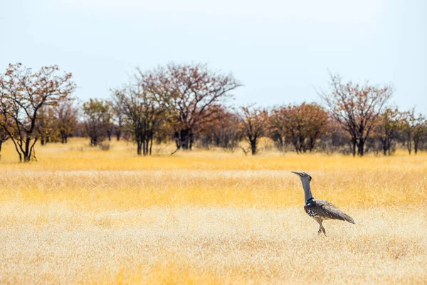 Afrikaans Landschap Met Wandelende Kori Bustard Ardeotis Kori Het Droge — Stockfoto