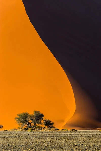 Berühmte Rote Düne Und Akazienbaum Fuße Davon Sonnenaufgang Sossusvlei Namib — Stockfoto