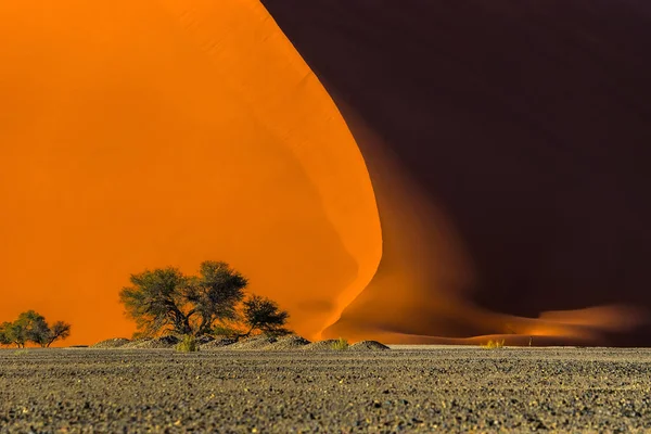 Düne Und Bäume Bei Sonnenaufgang Sossusvlei Namib Naukluft National Park — Stockfoto