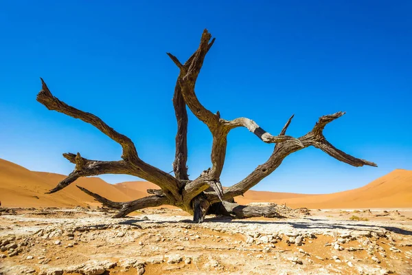Deadvlei Sossusvlei Deki Ölü Camelthorn Ağacı Namib Naukluft Ulusal Parkı — Stok fotoğraf