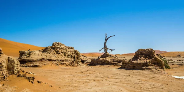 침식으로 과푸른 하늘에 장수풍뎅이 나무가 생겨난다 Deadvlei Sossusvlei Dunes Namib — 스톡 사진