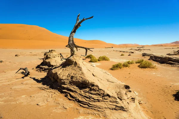 在Deadvlei旁边的一个山谷里 在红色沙丘和蓝天的映衬下 有一棵死去的山茶花树 Sossusvlei Namib Naukluft国家公园 纳米比亚 — 图库照片