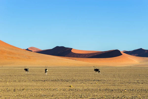 Oryx Gemsbok Antilopen Rode Sossusvlei Duinen Namibië — Stockfoto