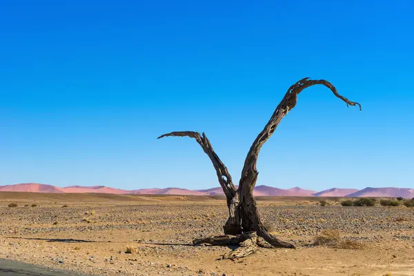 Sossusvlei Kumullarındaki Namib Çölündeki Ölü Ağaç Namibya — Stok fotoğraf