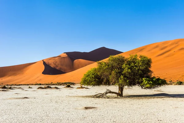 Die Wüste Namib Grüner Akazienbaum Und Big Daddy Düne Sossusvlei — Stockfoto