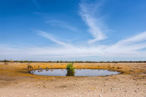 Chudopova Vodní Díra Národním Parku Etosha — Stock fotografie