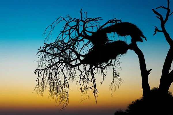 Gesellige Webernestsilhouette Okaukuejo Etosha Nationalpark — Stockfoto