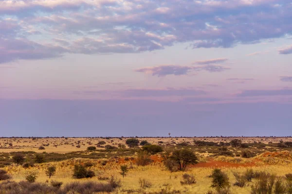 Kalahari Çölünün Sınırsız Düzlükleri Namibya Kuru Çalı Çimen Kırmızı Kum — Stok fotoğraf