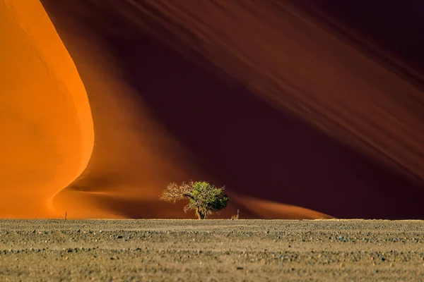 Düne Und Bäume Bei Sonnenaufgang Sossusvlei Namib Naukluft National Park — Stockfoto
