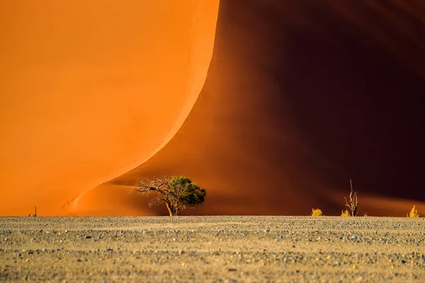 Düne Und Akazienbaum Bei Sonnenaufgang Sossusvlei Namib Naukluft National Park — Stockfoto