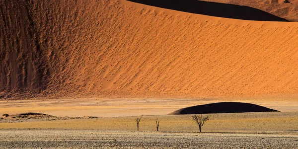 Enge Sicht Auf Die Abgestorbenen Dürrebäume Fuße Der Roten Sanddünen — Stockfoto