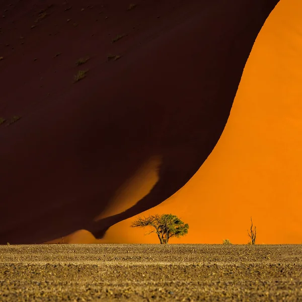 Beroemde Rode Duin Acaciaboom Aan Voet Van Het Avond Zonsondergang — Stockfoto