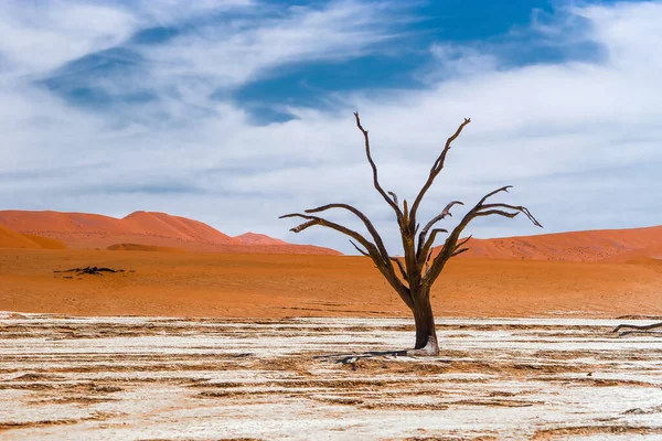 Sossusvlei Deadvlei Ölü Camelthorn Ağaçları Mavi Gökyüzüne Karşı Namib Naukluft — Stok fotoğraf