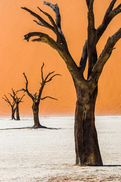 Deadvlei Sossusvlei Deki Ölü Camelthorn Ağaçları Namib Naukluft Ulusal Parkı — Stok fotoğraf