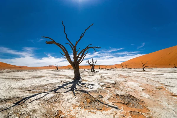Dode Kameeldoornbomen Tegen Blauwe Lucht Deadvlei Sossusvlei Nationaal Park Namib — Stockfoto