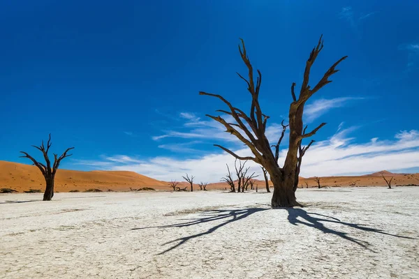 Sossusvlei Deadvlei Ölü Camelthorn Ağaçları Mavi Gökyüzüne Karşı Namib Naukluft — Stok fotoğraf