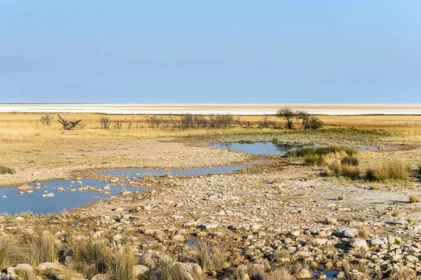 Güneşli Bir Günde Etosha Tavası Etosha Milli Parkı Namibya — Stok fotoğraf