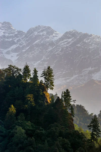 Outono Paisagem Montanhosa Nepal Floresta Pinheiro Contra Montanhas Nevadas — Fotografia de Stock