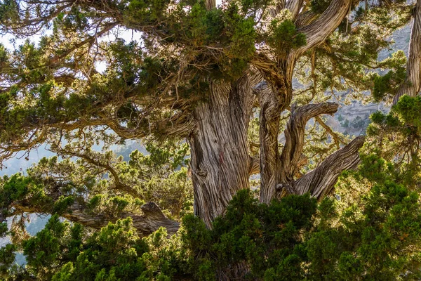 Tronc Branches Genévrier Noir Himalaya Népal — Photo