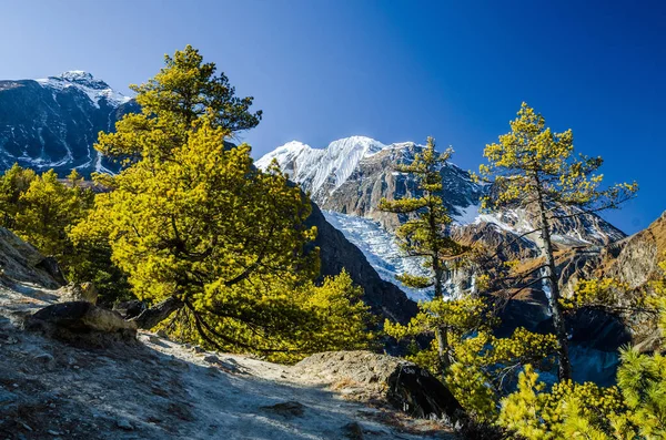 松树对抗冈帕那冰川和山顶 Annapurna电路旅行 尼泊尔 — 图库照片