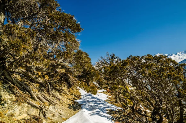 Winterlandschap Zonnige Dag Zwarte Jeneverbessen Bos Yak Kharka Een Weiland — Stockfoto