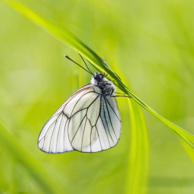 Siyah damarlı beyaz kelebek (Aporia crataegi) parlak yeşil arka planda doğal yaşam alanında