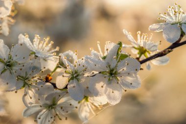 Şafakta çiğ taneleri düşen Blackthorn çiçekleri.