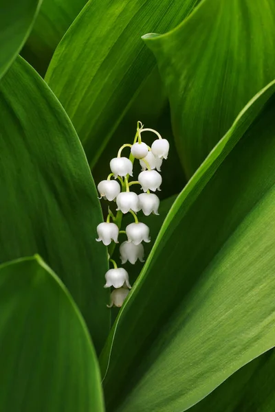 # Vadinin zambakları yaklaşıyor #