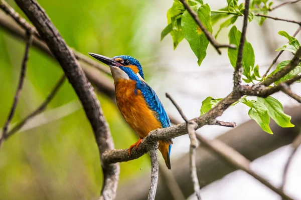 Eisvogel Alcedo Atthis Der Eurasische Eisvogel Hockt Auf Einem Ast — Stockfoto