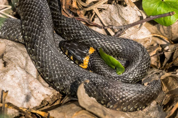 Serpent Herbe Enroulé Dans Les Feuilles Tombées — Photo