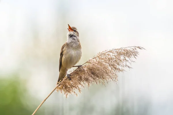 Şarkı Söyleyen Great Reed Warbler (Acrocephalus arundinaceus), Avrupa