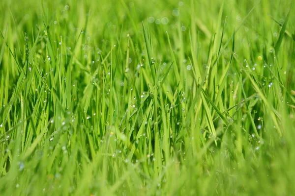 Hierba Fresca Con Gotas Agua — Foto de Stock