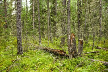 Rusya, Sibirya 'daki acımasız tayga ormanı..