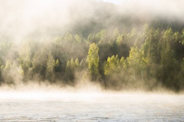 Small Yenisei nehrinde sisli bir yaz sabahı. Nehir kıyısındaki orman.