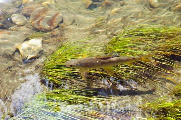 Freshwater Fish Arctic Grayling Thymallus Arcticus Underwater River Bottom — Stock Photo, Image