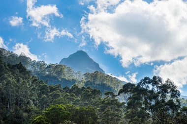 Büyük Adem Tepesi (Sri Pada), okaliptüs ormanları ile birlikte akşamları eteklerinde. Dalhousie köyünden görüntü, Sri Lanka.